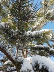 
winter forest with fir trees