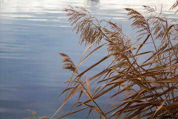 Fluffy yellow plant near the shore against the water