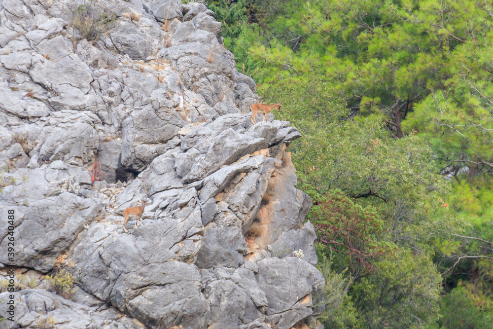 Wall mural Wild mountain goats on a rock in the Taurus mountains in Turkey