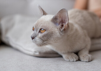 Burmese cat lying on a sofa at home.