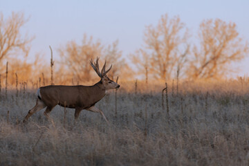 Mule Deer Buck in Rut in Colorado in Autumn