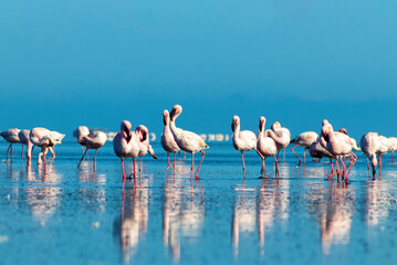 Naklejka premium Close up of beautiful African flamingos that are standing in still water with reflection.