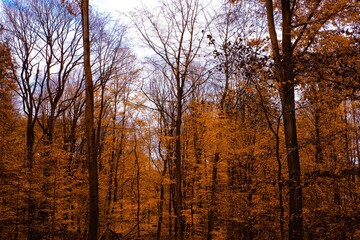 View on beech tree wood in orange golden autumn colors, Viersen, Germany