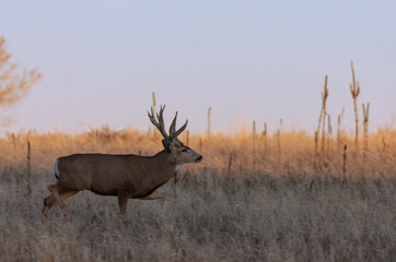 Mule Deer Buck in Rut in Colorado in Autumn