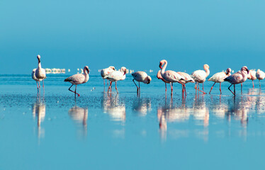 Fototapeta na wymiar Close up of beautiful African flamingos that are standing in still water with reflection.
