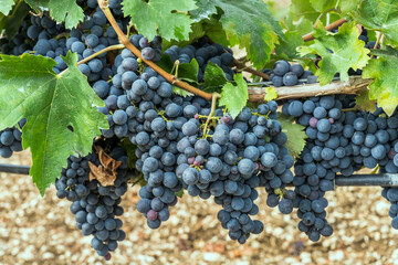 Fototapeta premium heap of ripe black grape bunches on vine, Abruzzo, Italy