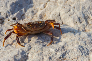Freshwater river crab (Potamon ibericum) on stone near a mountain river