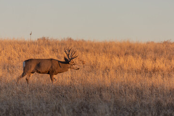 Mule Deer Buck in Rut in Colorado in Autumn