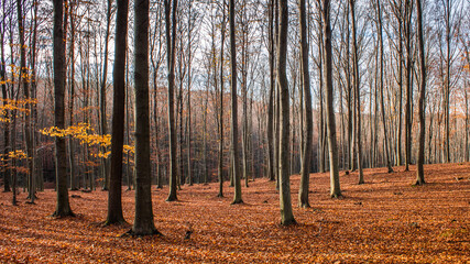 Autumn leaves carpet in the forest (Subcarpathia Poland)