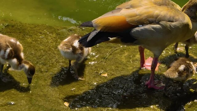 Close up of young egyptian Geese playing in water with adult goose.