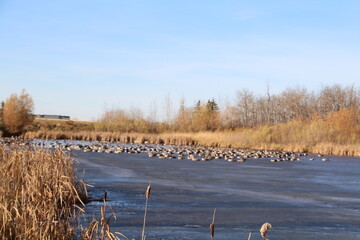 Geese On The Pond, Pylypow Wetlands, Edmonton, Alberta