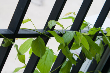 Green ivy Iron fence in the house