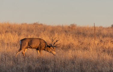 Mule Deer Buck in Rut in Colorado in Autumn