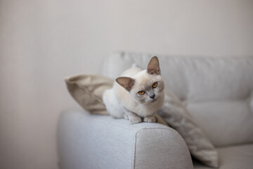 breed of European Burmese cat, lilac, sitting on sofa.
