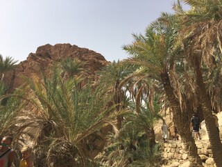 palm tree in the desert
