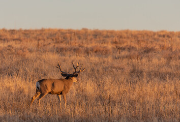 Mule Deer Buck in Rut in Colorado in Autumn