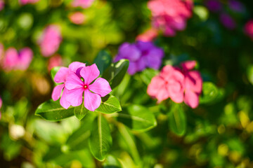 pink flowers in the garden