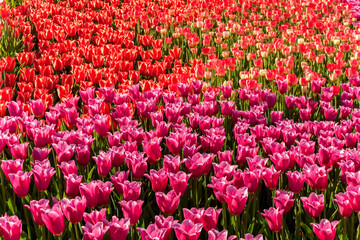 Fototapeta premium Tulip field close up view mix purple red tulips