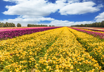 Cumulus clouds in the blue sky