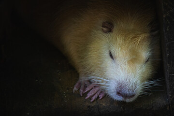 Otter resting in his hideout