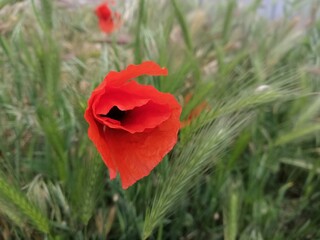 red poppy flower