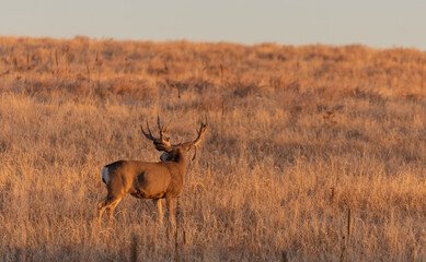Mule Deer Buck in Rut in Colorado in Autumn