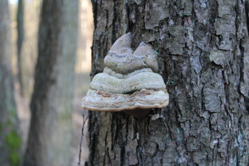 mushroom on the tree