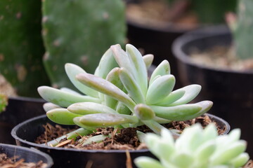 Succulent are plants with parts that are thickened, fleshy, and engorged, usually to retain water...
