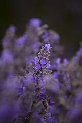 Macro lavender