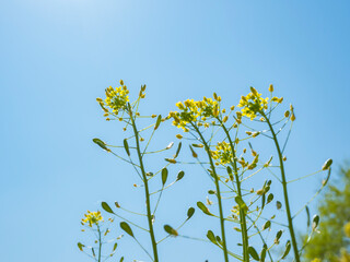 Yellow flowers on the left on long green stems against a blue sky, on the right there is a place for an inscription.