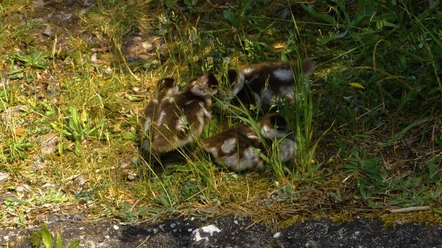 Close up of young egyptian Geese playing around