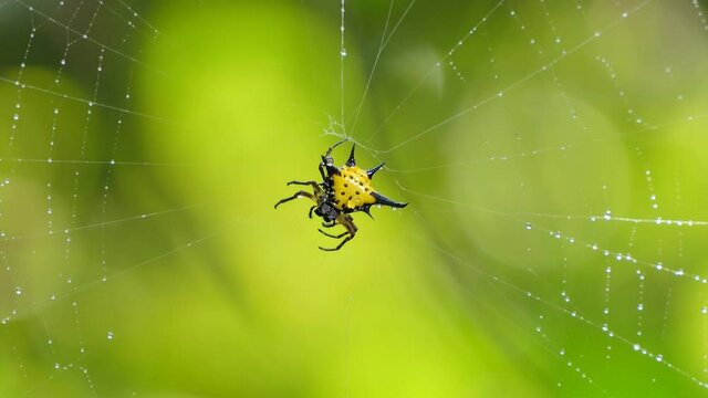 Spiny Orb-Weaver Spiders on cobweb in tropical rain forest.