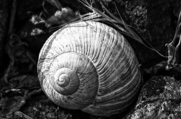 snail on a tree