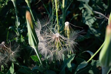 flowers in the grass