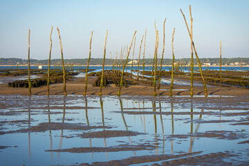 CAP FERRET 