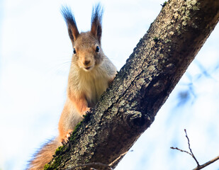 Red squirrel in an autumn park looks into the camera.