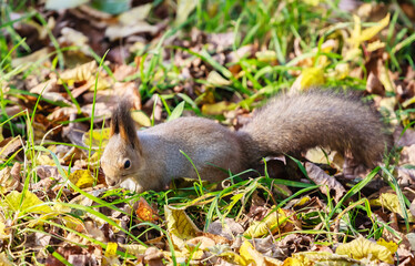 Naklejka na ściany i meble Red squirrel in autumn park