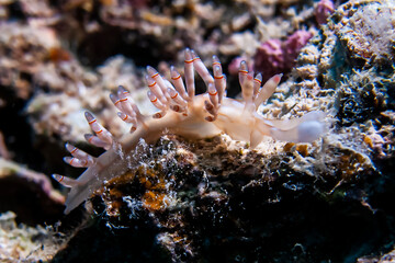 Unidentified Nudibranch in Fiji