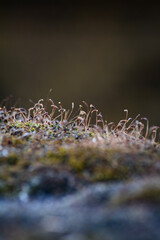 moss covered with snow