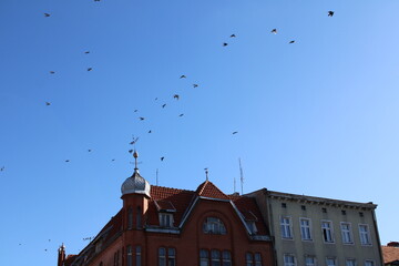 birds over the building 