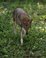 Naklejka na ściany i meble Wolf Stock Photos. Red Wolf walking in the field with a close up viewing looking at camera in its environment and habitat. Endangered species. Image. Picture. Portrait.