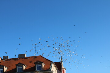 birds over the roof