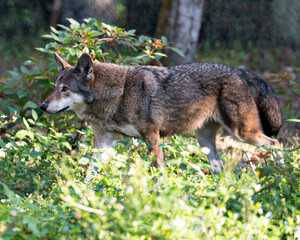 Naklejka na ściany i meble Wolf Red Wolf Animal Stock Photos. Red Wolf profile side view. Wolf Endangered species. Wolf pictures. Wolf image. Wolf portrait.