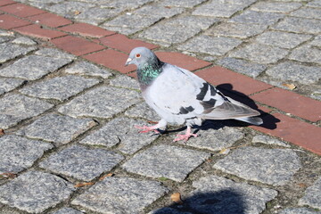pigeon on the sidewalk