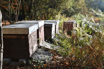 bee colony in the wild