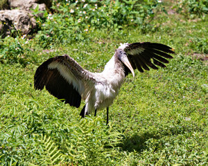 Wood Stork  Stock Photos.  Picture. Portrait. Photo. Image. Background foliage. Spread wings.
