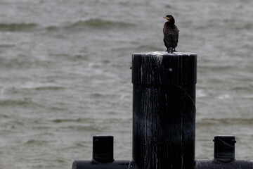 The Cormorant rest on a pole, the bird has a brown plumage with orange accents