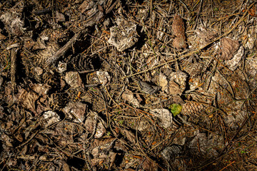 Natural pine forest ground