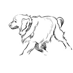The Portrait of a Cute Shaggy Dog on White Background. Vector Illustration of a Beautiful Sketched Labrador-Retriever. Freehand Monochrome Drawing. Linear Sketch. Realistic Style. Animal Art for Kid