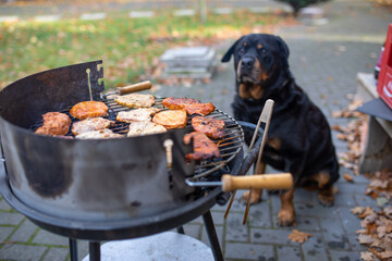 Hund Rottweiler sitzt im Hintergrund vor dem Grill und hofft was abzubekommen
